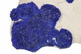 Vibrant Blue Azurite Suns on Siltstone - Australia #254045-1